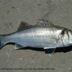 dicentrarchus_labrax